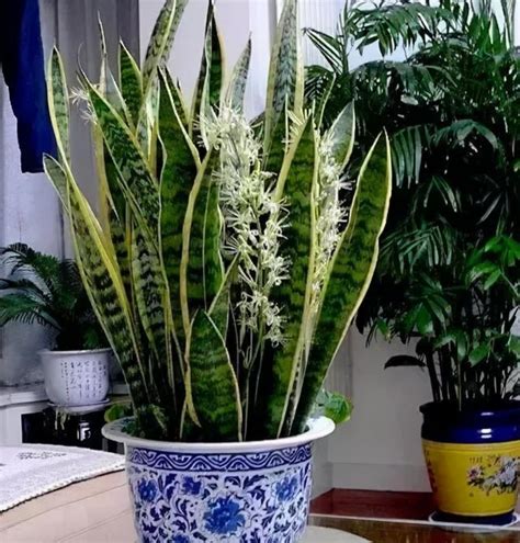 家裡為什麼不能養虎皮蘭|【家居風水】家裡為何不能養虎皮蘭？浴室潮濕易腐爛，正能量流。